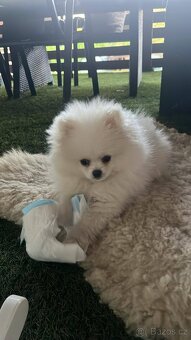 Pomeranian - 3