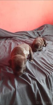 Štěňátka staforda - 3