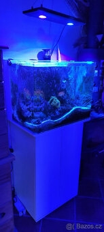 Akvarijní ryby Drobní savci Kočky Koně Koně - potřeby Koně - 3