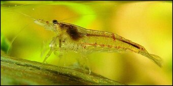 Krevetky - Neocaridina (temer transparentni kusy) - 3