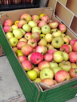 Prodám nestříkaná bio jablka - různé druhy a velikosti - 3