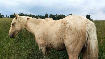 Palomino Foundation Appaloosa valášek - 3