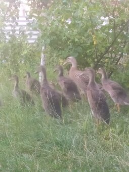 Indický běžec - 3