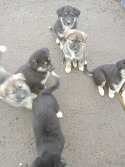 Prodám štěňata - 3