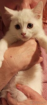 Prodej Britských kotatek - 3