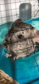 Činčila - sameček - 3