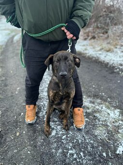 2 fenečky štěňátka - 3