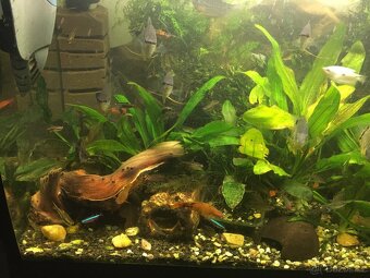 Prodám levně ryby a vodní rostliny - 3