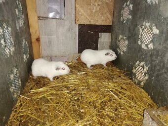 Prodám cuy morčata - 3