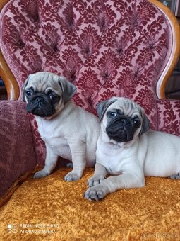 Mops - 3