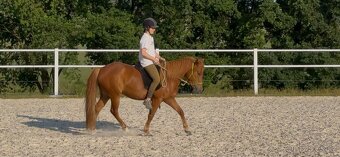 Pony kobylka 2022 pony x QH - 3
