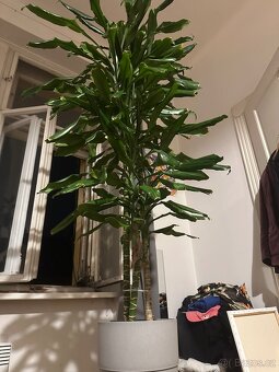 Dracena - dračinec 180 cm vysoká pokojová rostlina - 3