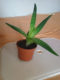 Aloe Vera - 3