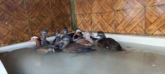 Prodám letošní Kachničky Mandarinké - 3