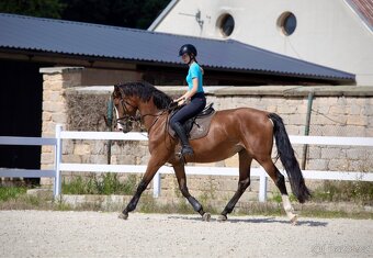 4-letá klisna k prodeji - 3