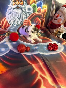 Krásné štěňata - 3