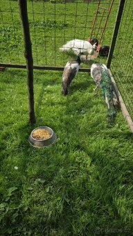 Páv a pávice straky. - 3