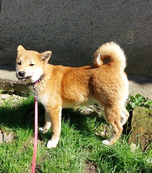 Shiba inu s PP - 3