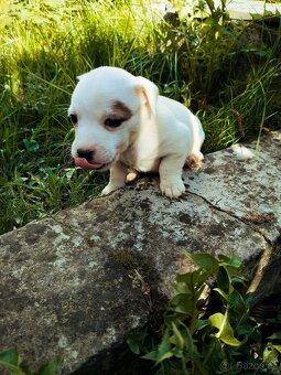 Jack Russel teriér - 3