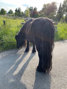 PONY SHETLAND - 3
