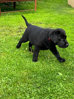 Volná fena labradora bez PP - po zrušené rezervaci - 3