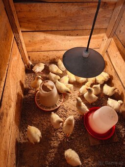 KUŘÁTKA - LEGHORN AMERICKY čistokrevna - 3