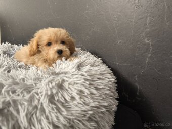 Maltipoo pejsek k odběru - 3