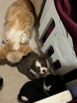 2x dlouhosrstý pejsek s PP FCI, čivava - 3