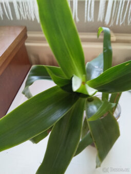 Kalísie voňavá, sazenice,léčivka, pokojová rostlina - 3