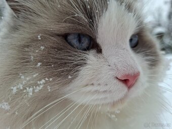 Ragdoll na kryti - 3