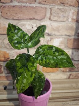 Aglaonema "tricolor" PRODÁNO - 3