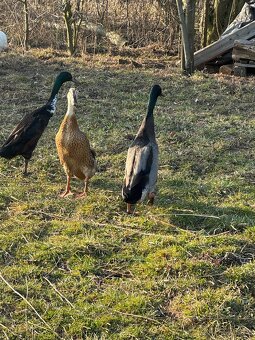 Indický běžec - 3