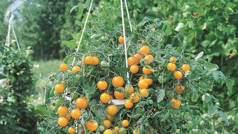 Rajče převislé Tumb Tom červené semínka 20ks - 3