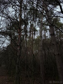 Prodej lesního pozemku k.ú. Vinaře - 3