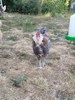 Ameraucana - 3