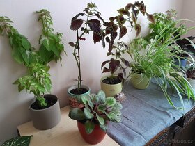 Prodám 29 pokojových rostlin různých druhů a velikostí - 3