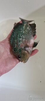 Flowerhorn - 3