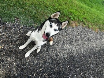 Fenka Huskyho - 3
