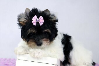 biewer yorkshire terrier s PP - 3