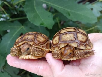 Želva ostruhatá/Geochelone Sulcata, mláďata - 3