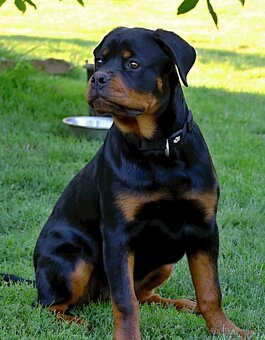 Rotvajler štěně s PP, Rottweiler štěně s PP - 3