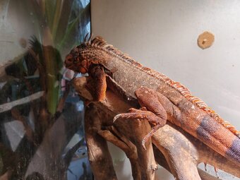 Leguán - červené zbarvení (Iguana Iguana red) - 3