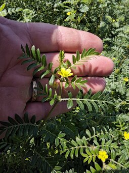 Kotvičník zemní (Tribulus terrestris) - 3