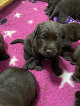 Labradorský retrivr - 3