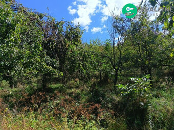 Ovocný sad Blišice - 3