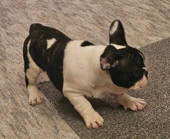 Francouzský buldoček - 3