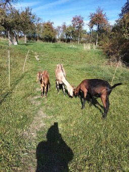 Vysoko podílové an. kozy - 3