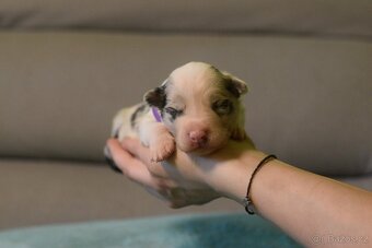 Blue merle pes border kolie - 3