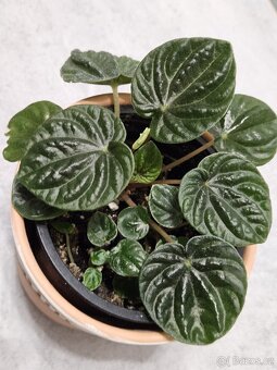 pokojová rostlina - Peperomia - 3