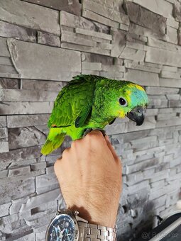 Prodám letošní ručně dokrmená mláďata - 3